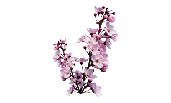Cherry Blossom Flowers Illustration: A Seller's Review of Graphics and Illustrations