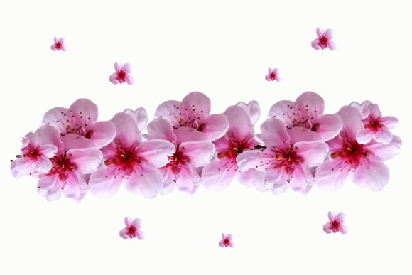 Cherry Blossom Watercolor Sakura Flower for Graphics and Illustrations
