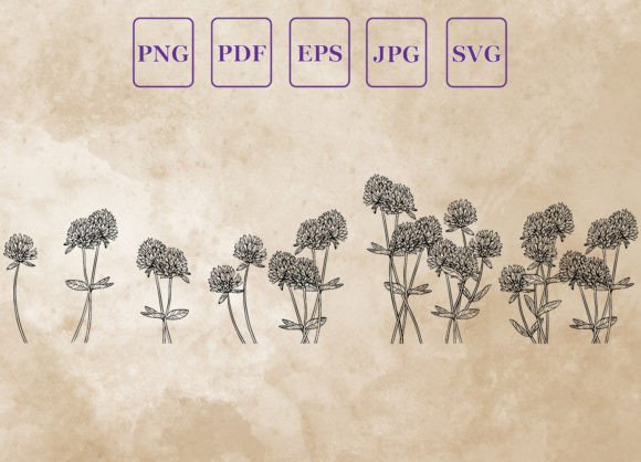Clover Flowers in a Meadow. Hand-drawn Graphics & Illustrations Review