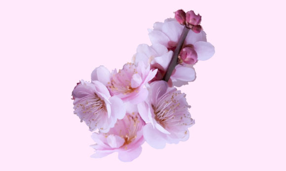 Sakura Cherry Blossom Watercolor Clipart for Graphics and Illustrations